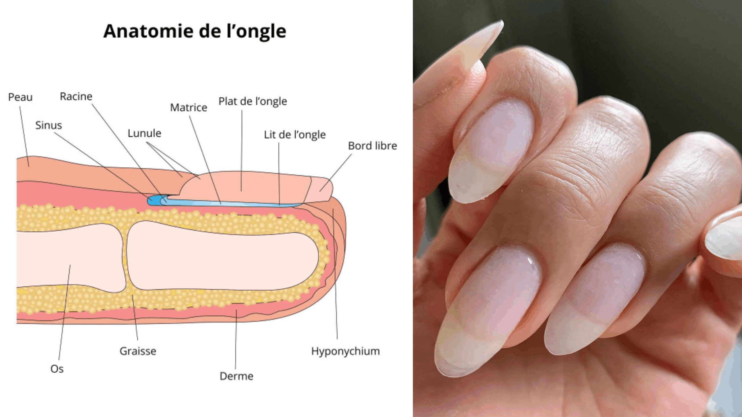 Anatomie de l'ongle : couches et structure
